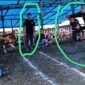 Keterangan Gambar : Dua Orang yang Dilingkari Diduga Oknum Aparat Penegak Hukum.